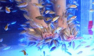 养生鱼疗馆 养生鱼疗馆